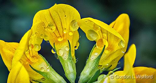 Wet Little Yellow Wildflower_P1160334.jpg - Photographed at Smiths Falls, Ontario, Canada.